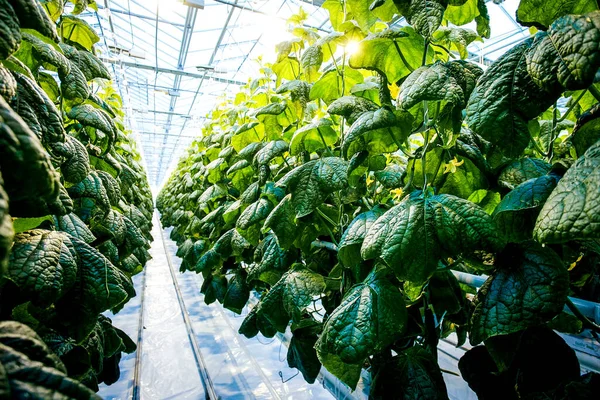 Growing cucumbers, green leaves in a big greenhouse — Stock Photo, Image