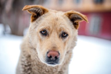 Terk edilmiş turuncu köpek kiremit taşının yanında.