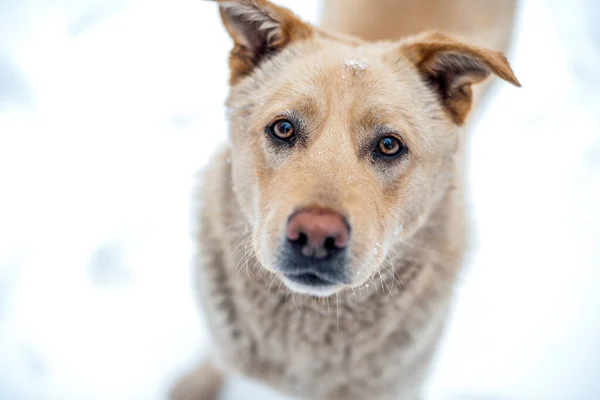Porzucony pomarańczowy pies w pobliżu szalotki — Zdjęcie stockowe