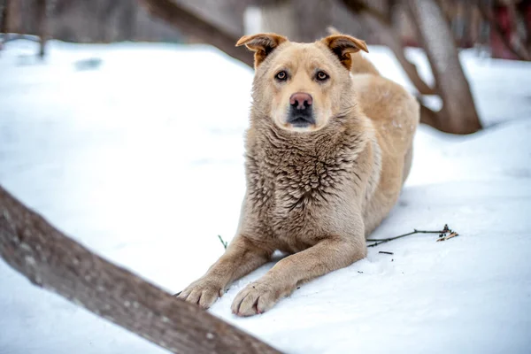 Hemlös hund som ligger på snö utanför — Stockfoto