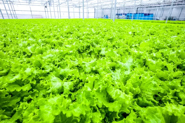 Ammount besar salad makanan organik — Stok Foto