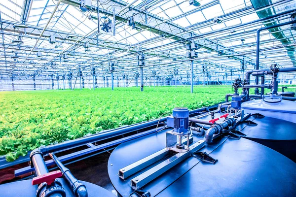 Lettuce green field organic food in modern greenhouse — Stock Photo, Image