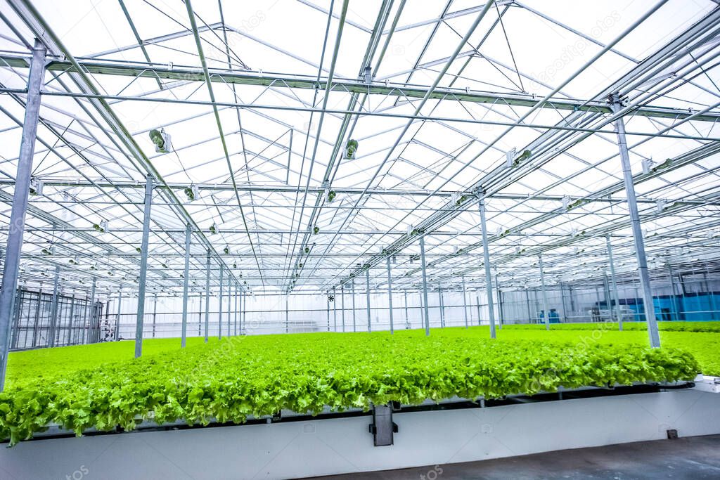 Young plants of lettuce