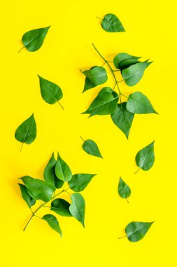 Yeşil ağaç yapraklarının Natura düzeni, konsept, üst manzara, düz yatış