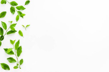 Yeşil ağaç deseni. Doğa yaz konsepti, yukarıdan bakıldığında düz.