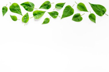 Yeşil ağaç deseni. Doğa yaz konsepti, yukarıdan bakıldığında düz.