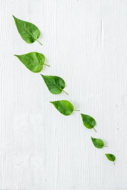 Yeşil ağaç yapraklarının Natura düzeni, konsept, üst manzara, düz yatış