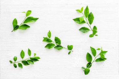 Yeşil ağaç yapraklarının deseni, doğa arka planı. Genel manzara, düz uzanma