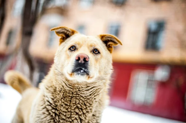 Zbliżenie bezdomny pies portret - zwierzęta adopcyjne — Zdjęcie stockowe