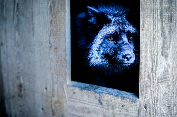 Retrato de zorro negro en el aviario — Foto de Stock