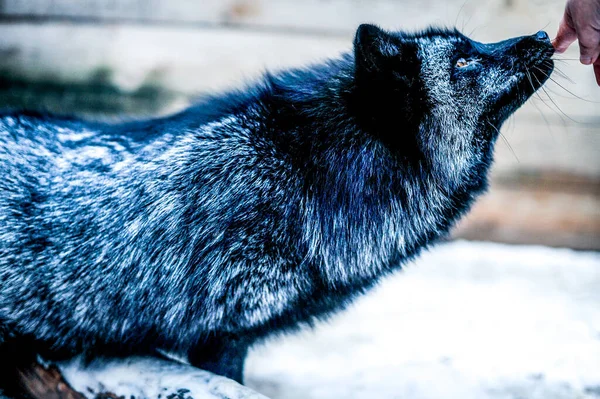 Portrét černé lišky ve voliéře — Stock fotografie