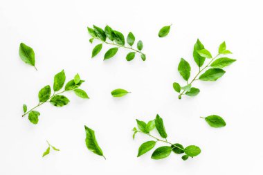 Yeşil ağaç yapraklarının deseni, doğa arka planı. Genel manzara, düz uzanma