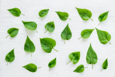Yeşil yapraklar arka planda. Yeşil yapraklardan kahkaha