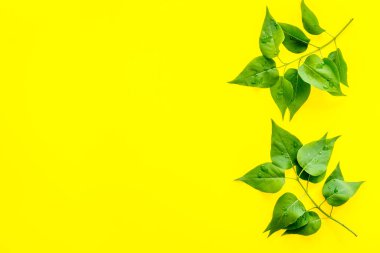 Yeşil ağaç deseni. Doğa yaz konsepti, yukarıdan bakıldığında düz.