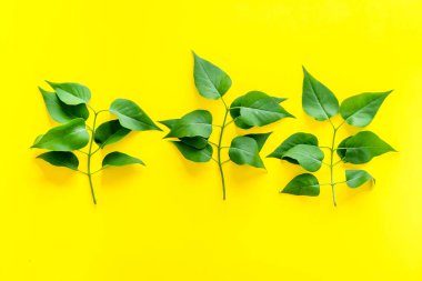 Yeşil ağaç yapraklarının Natura düzeni, konsept, üst manzara, düz yatış