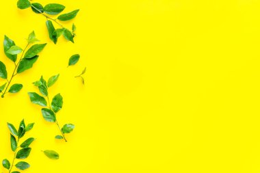 Yeşil ağaç yapraklarının Natura düzeni, konsept, üst manzara, düz yatış