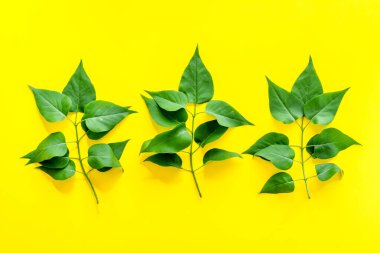 Yeşil ağaç yapraklarının deseni, doğa arka planı. Genel manzara, düz uzanma