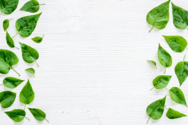 Yeşil yapraklar arka planda. Yeşil yapraklardan kahkaha