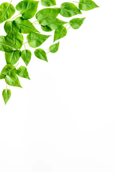 План Natura из зеленых листьев деревьев, концепция, вид сверху, плоская кладка — стоковое фото