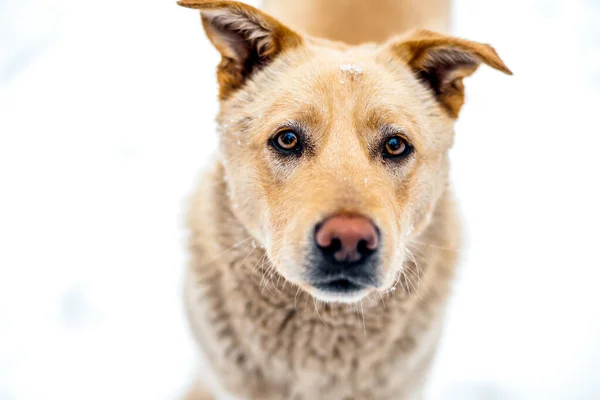 Närbild hemlös hund porträtt på vit snö utanför och tittar i kameran — Stockfoto