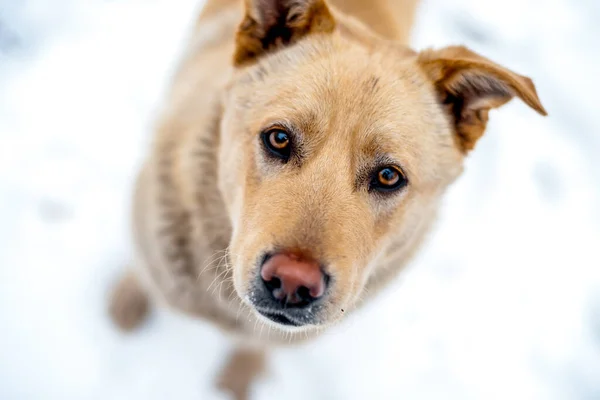 Närbild icke-stamtavla hund porträtt på vit snö utanför och tittar i kameran. — Stockfoto