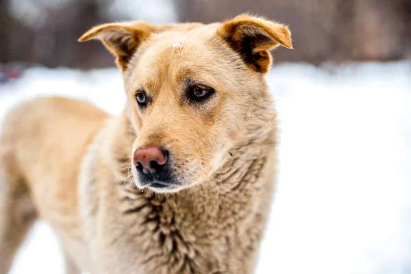 Övergiven orange hund nära shalter — Stockfoto