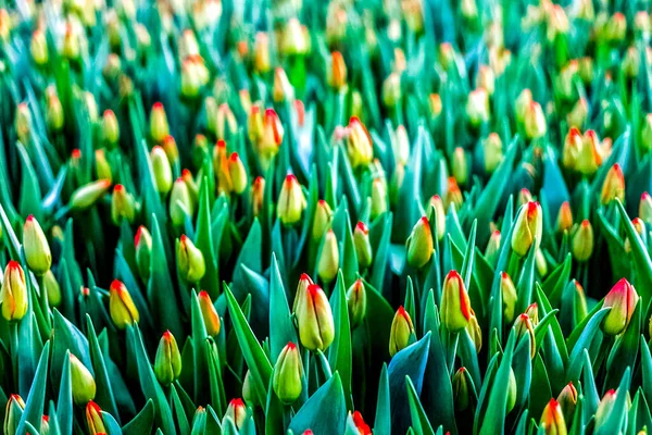 Culture industrielle de tulipes de fleurs en serre — Photo