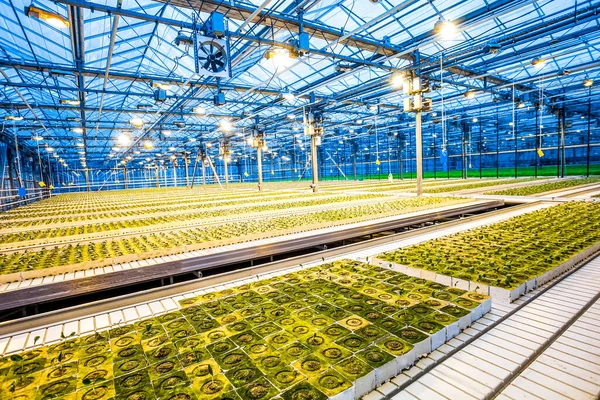 Huge hydroponic plantation system with green plants, powerful lamps and big area - greenhouse. — Stock Photo, Image