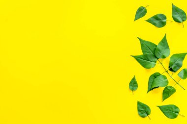 Yeşil ağaç deseni. Doğa yaz konsepti, yukarıdan bakıldığında düz.