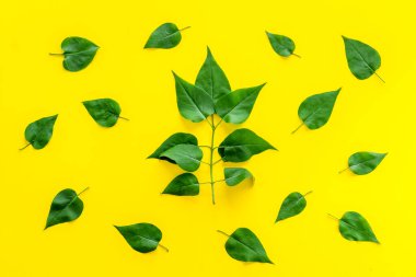 Yeşil yapraklardan övgü alan manzaranın üstünde - doğa arka planı.