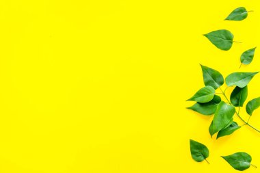 Yeşil ağaç yapraklarının deseni, doğa arka planı. Genel manzara, düz uzanma