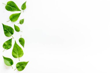Yeşil yapraklar arka planda. Yeşil yapraklardan kahkaha