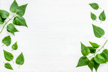 Yeşil yaprak çerçevesi. Doğa arka planı. Üst görünüm