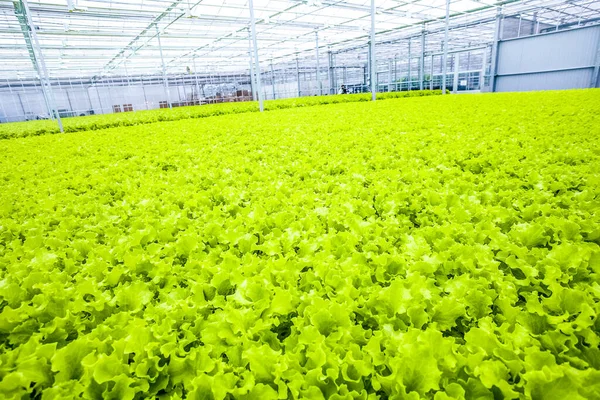 Tutup ladang selada - makanan organik hijau — Stok Foto