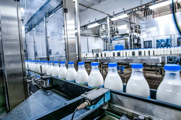 Milch - Molkerei - Produktion im Werk. Weiße Flaschen mit Durchlauf durch Förderband — Stockfoto