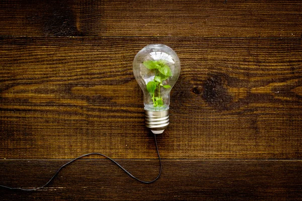 Concetto di eco-energia rinnovabile con lampadine e impianto verde all'interno — Foto Stock