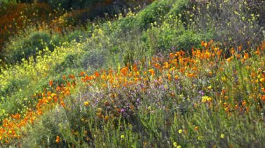 Kaliforniya Süper Çiçeği 2019 Poppy Spring Flowers in Lake Elsinore USA