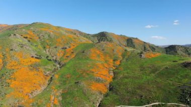 California Poppy Super Bloom Walker Kanyonu Havadan A.B.D. forvetini vurdu