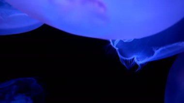 Kara arka planda Ay Denizanası 'nın yakın plan görüntüleri.