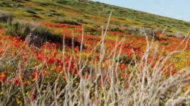 Antilop Vadisi Kaliforniya 'da Gelincik Çiçekleri Süper Çiçek