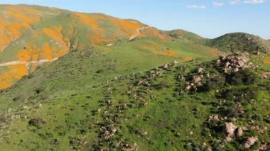 California gelinciği Walker Kanyonu 'nda süper çiçek açtı. Havadan ABD' yi ileri doğru çekti.