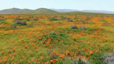Antilop Vadisi 'nin Uçan Çekimi Poppy Flowers Süper Çiçekler 2019, California Forward