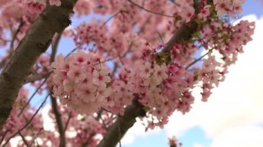 Kiraz Çiçeği 3 Eksen Dolly Şat Bahar Çiçekleri Pan and Tilt sağa