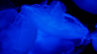 Kara arka planda Ay Denizanası 'nın yakın plan görüntüleri.