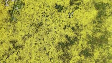 Goldfield Çiçekleri Kuş Gözü Görünümü Süper Çiçek Carrizo Plain Ulusal Anıtı ABD