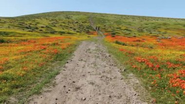 Antilop Vadisi 'ndeki yürüyüş yolu Poppy Super Bloom 2019 Dolly Shot sırasında.