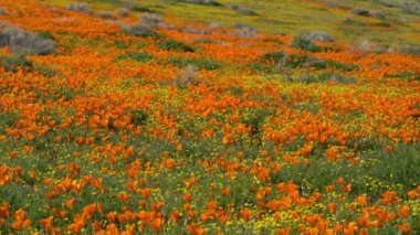 Antilop Vadisi Süper Çiçek 2019 California Haşhaş Bahar Çiçekleri