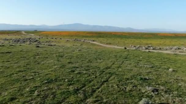 Antelope Valley Super Bloom Poppy Στο Grassland California Aerial Shot — Αρχείο Βίντεο