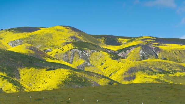 Carrizo Plain National Monument Goldfields Phacelia Flowers Mountain Hills Time — Stock Video