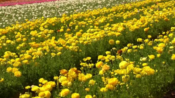 Hahnenfuß Blumen Gelb Ranunculus Asiaticus — Stockvideo